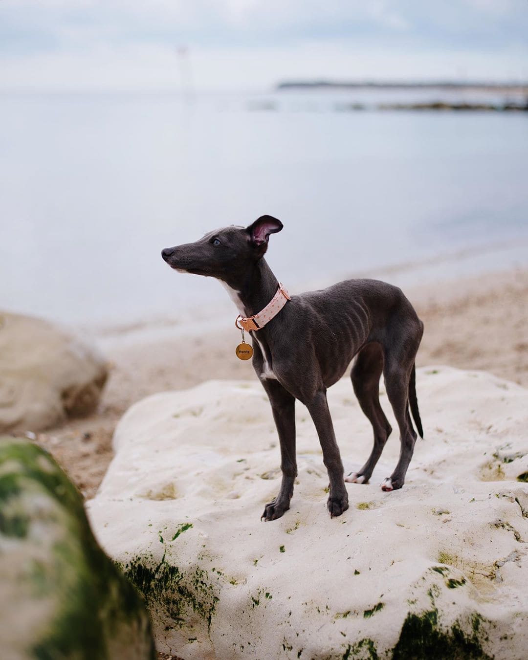 Whippet Poodle Mix (Whipoodle, Whipoo) We Love Doodles