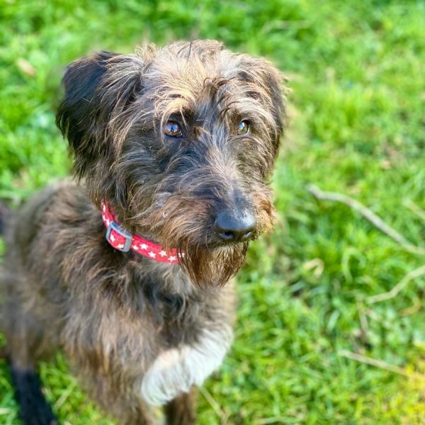 Whippet Poodle Mix (Whipoodle, Whipoo)