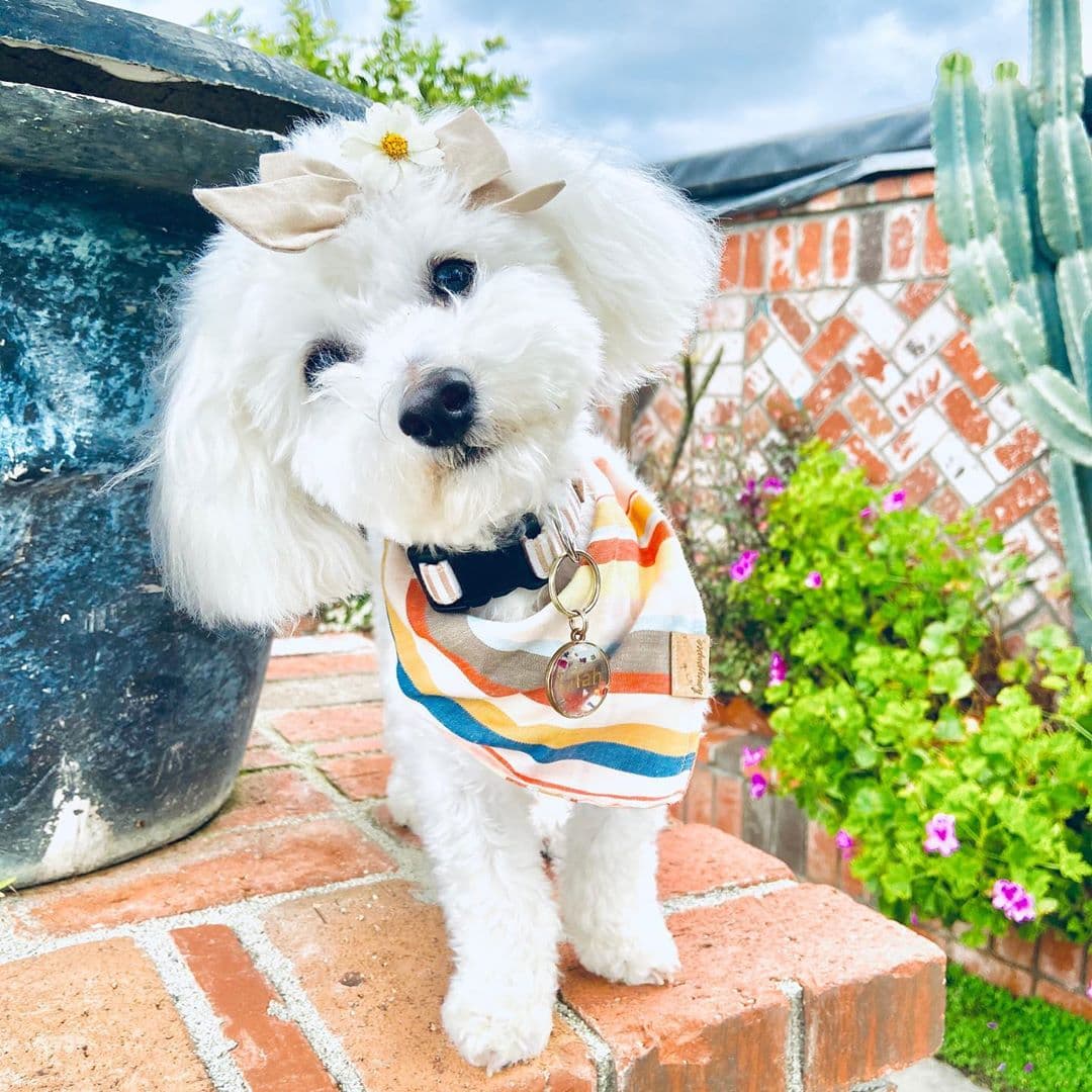 white maltipoo