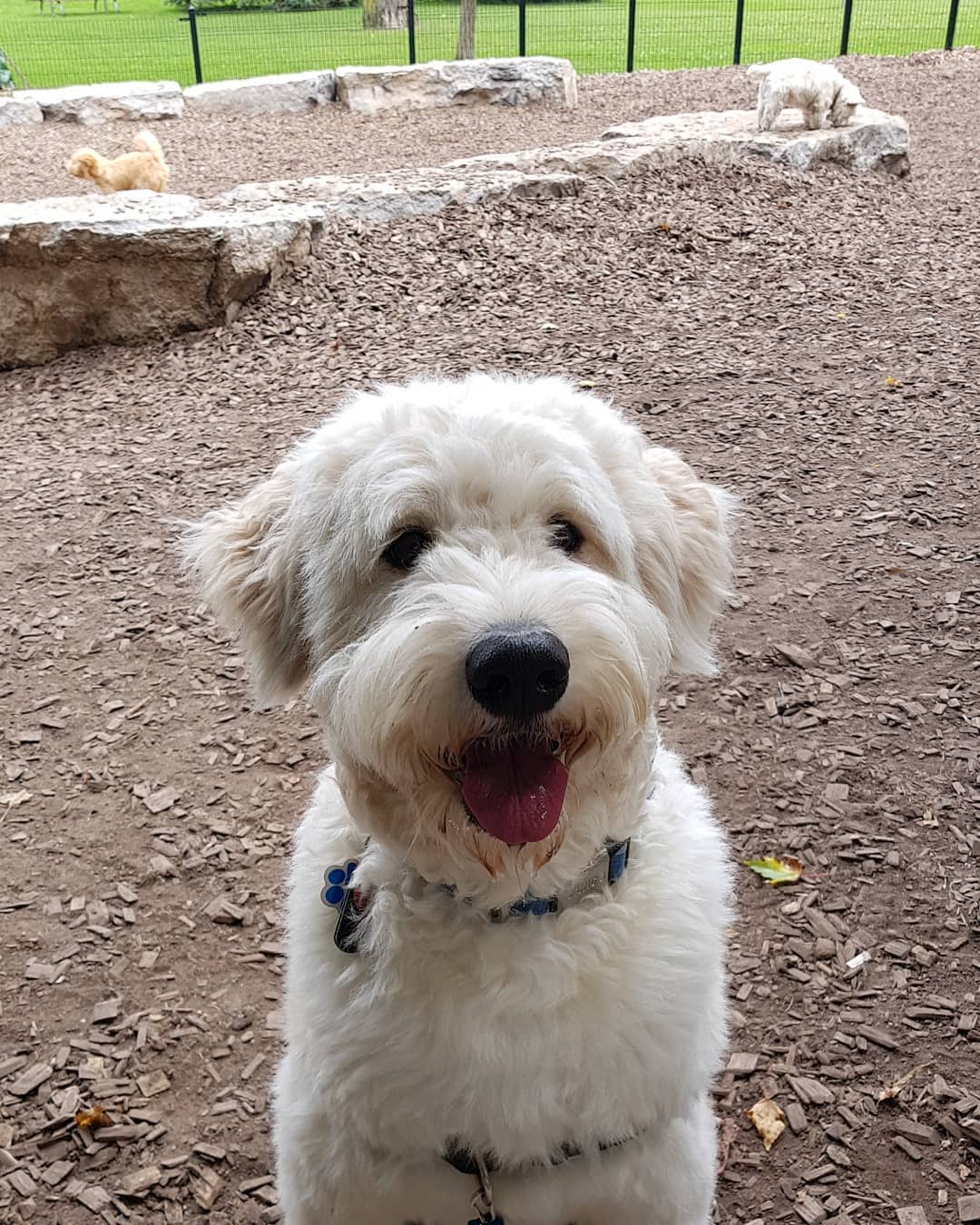 Samoyed best sale poodle mix