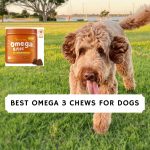 Best omega 3 chews for dogs