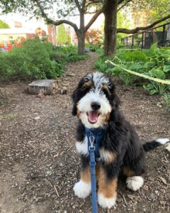 Do Bernedoodles Shed? Why is my 