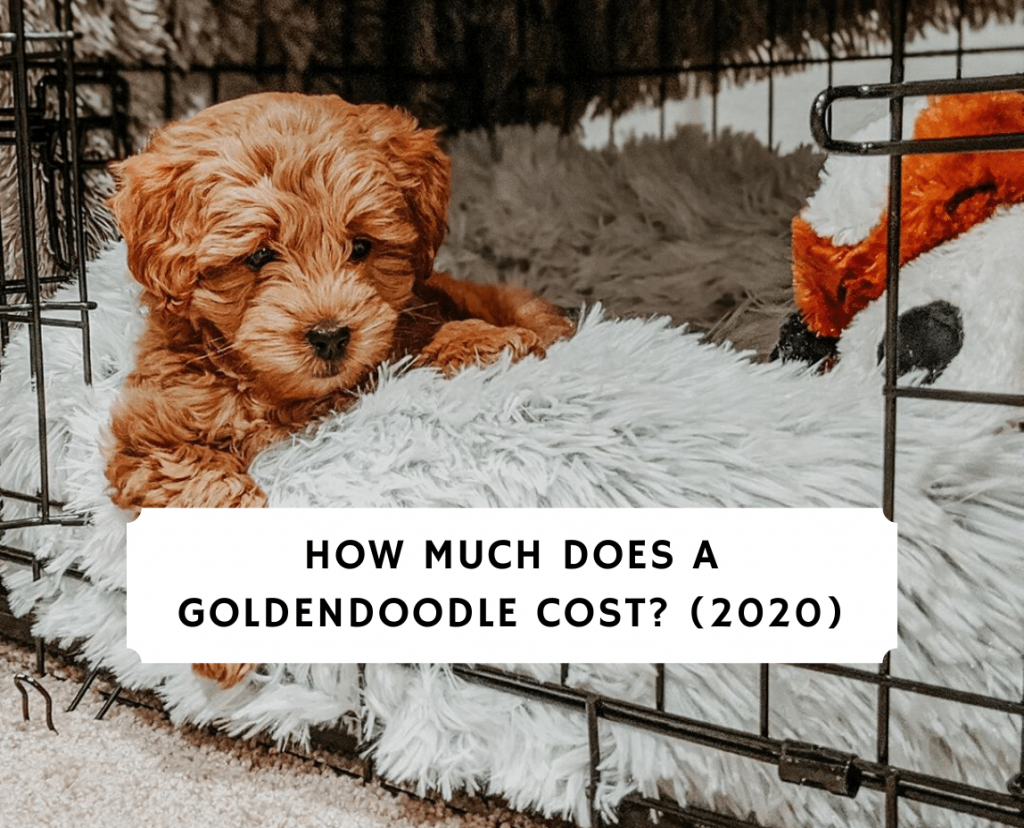 goldendoodle average price