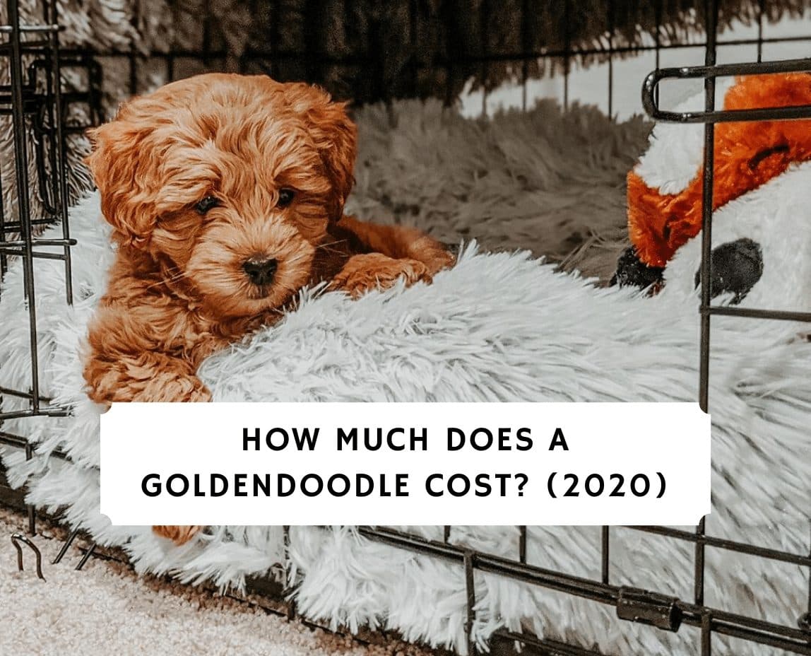 How Much Does A Goldendoodle Cost 21 Guide We Love Doodles