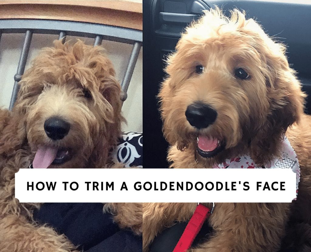 How To Trim A Goldendoodle S Face 2022 We Love Doodles