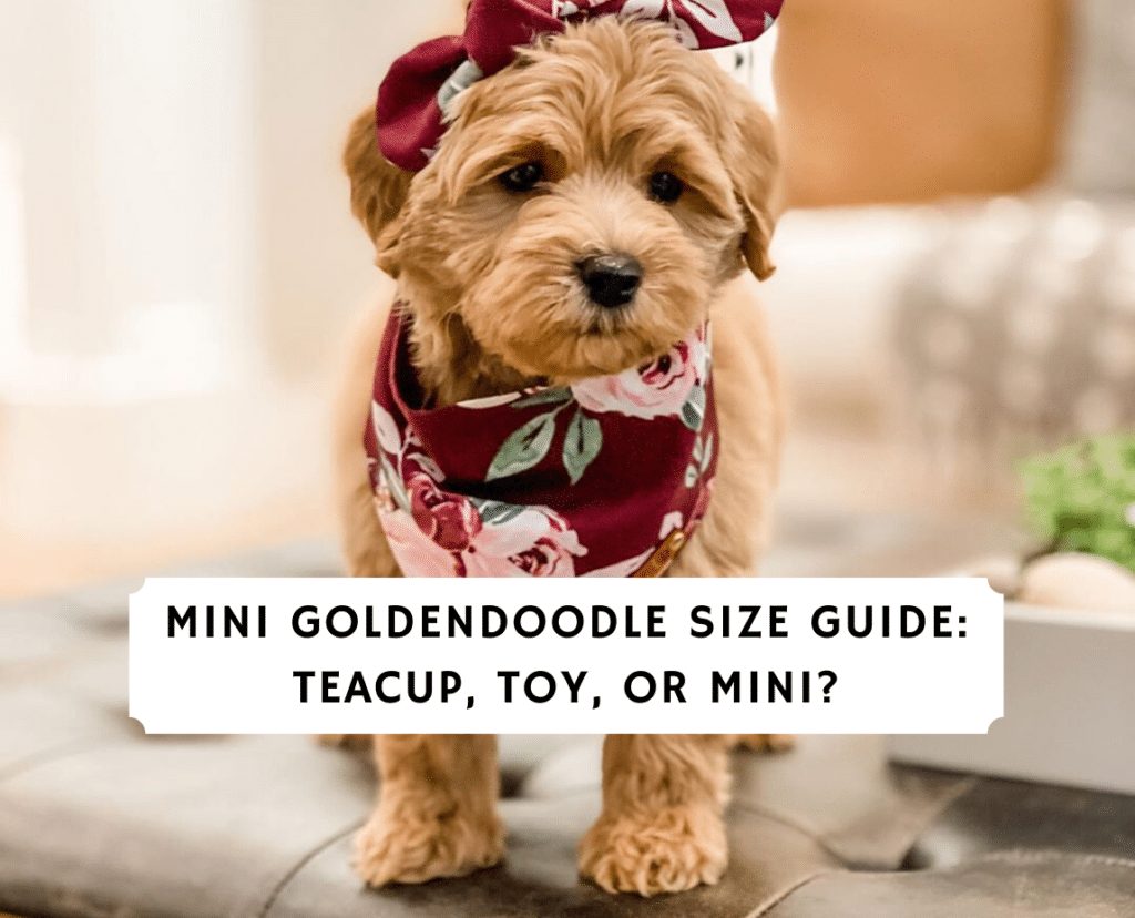 toy goldendoodle