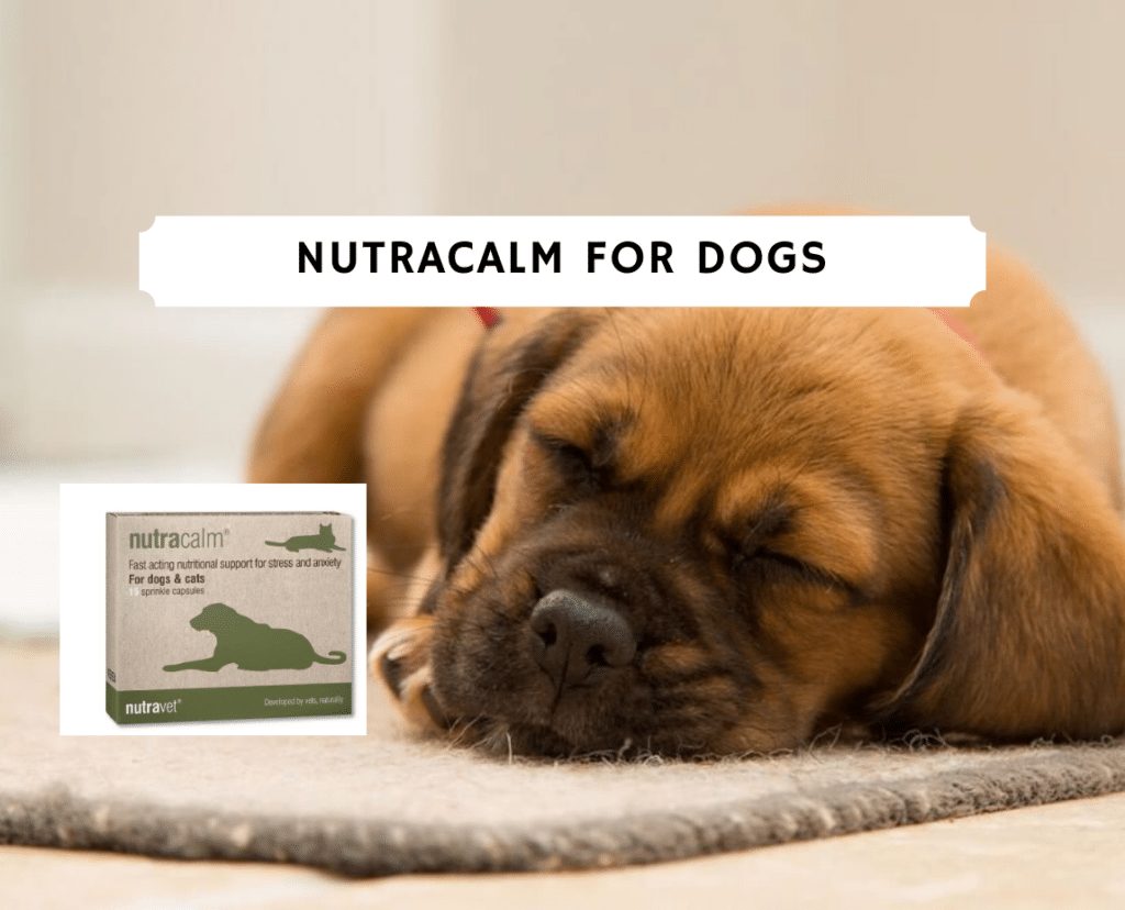 Nutracalm for dogs (2020) - anxiety solution