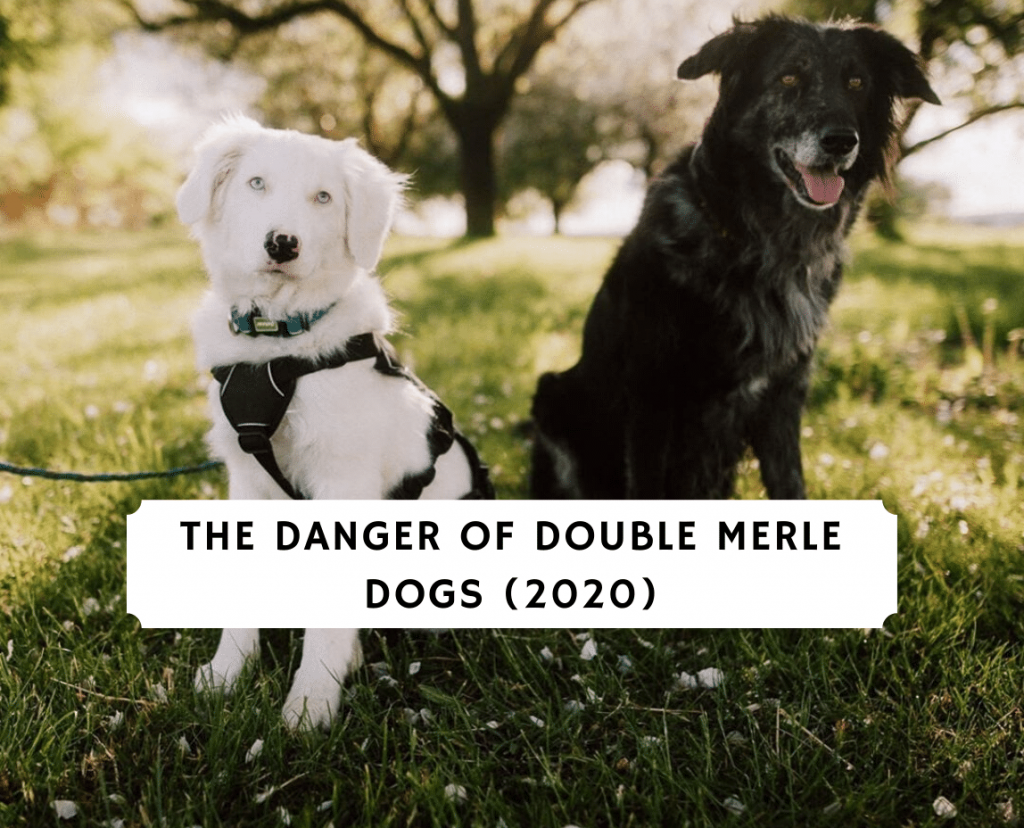 The Danger of Double Merle Dogs (2020) - Aussie, Great Dane, etc 1 The Danger of Double Merle Dogs (2020)