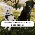 The Danger of Double Merle Dogs (2020)