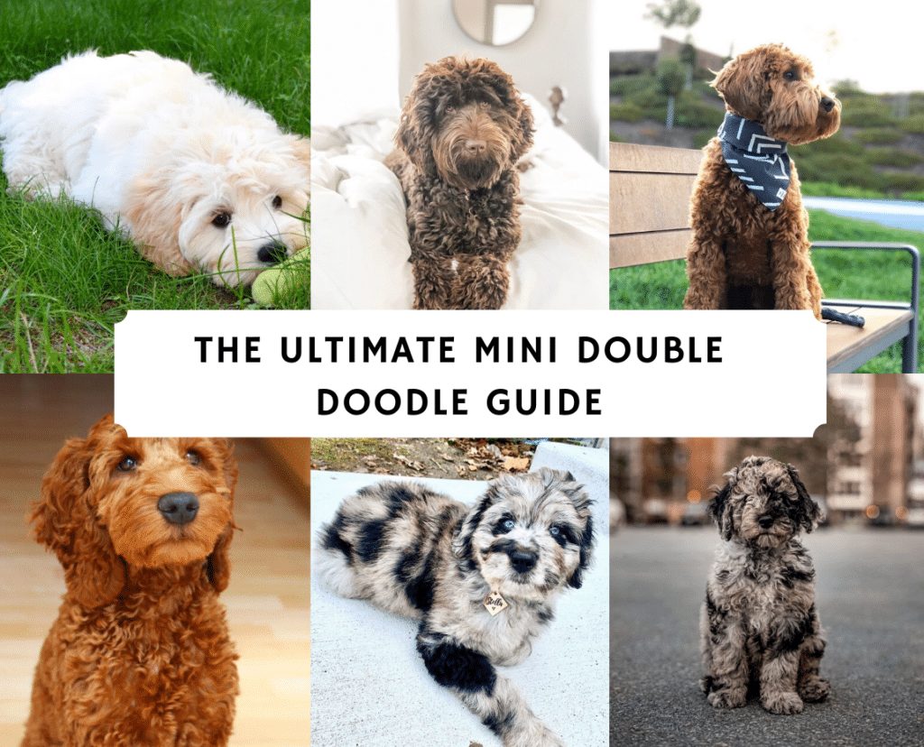 The Ultimate Double Doodle Guide 2021 We Love Doodles