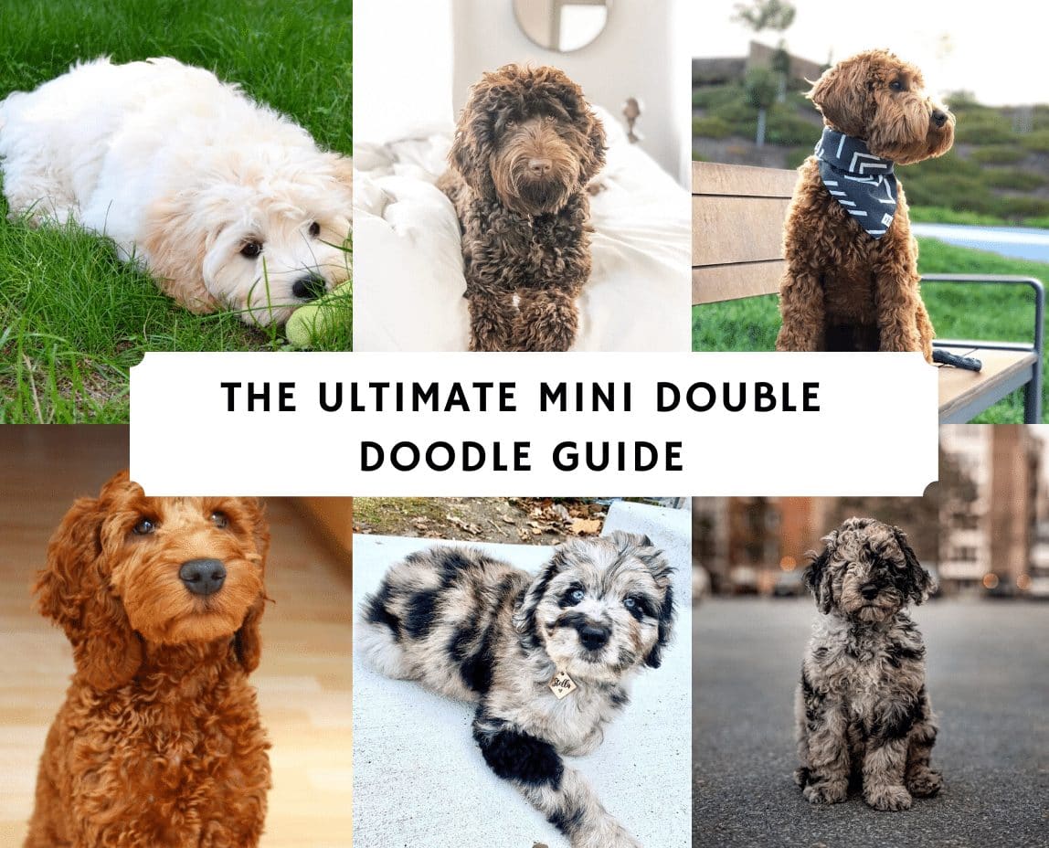 The Ultimate Double Doodle Guide 2020 We Love Doodles - double dog roblox