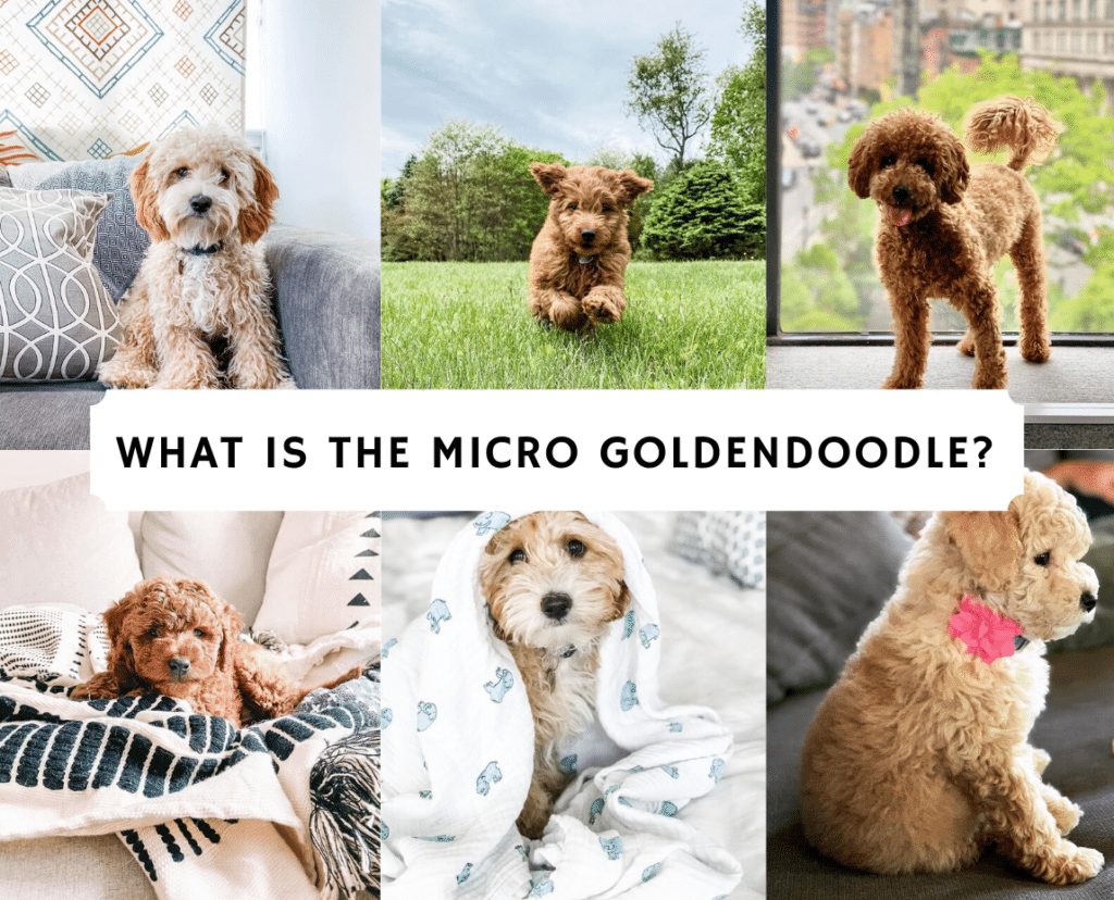 what is a mini doodle dog