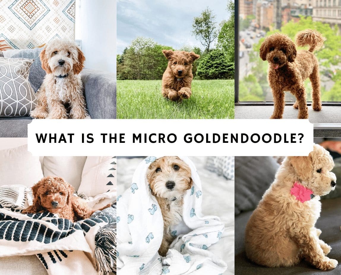 What is the Micro Goldendoodle? (2020 