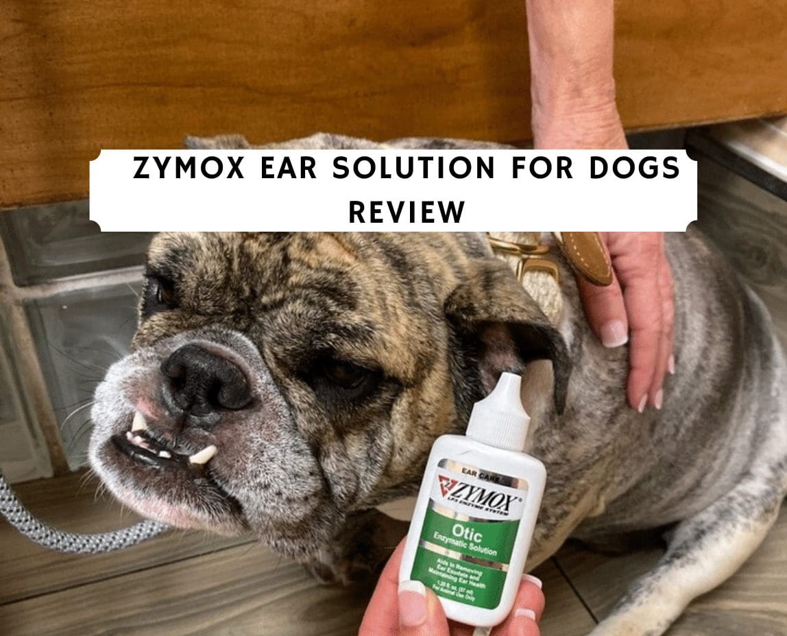 how often zymox dog ears