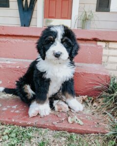 do bernedoodles shed