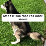 best dry dog food for loose stools