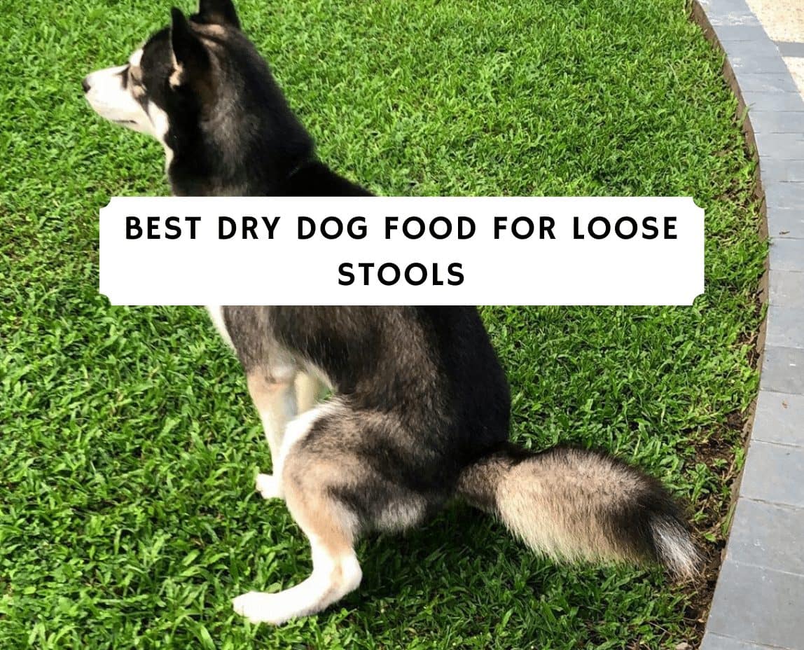 best dog food for firm stools uk