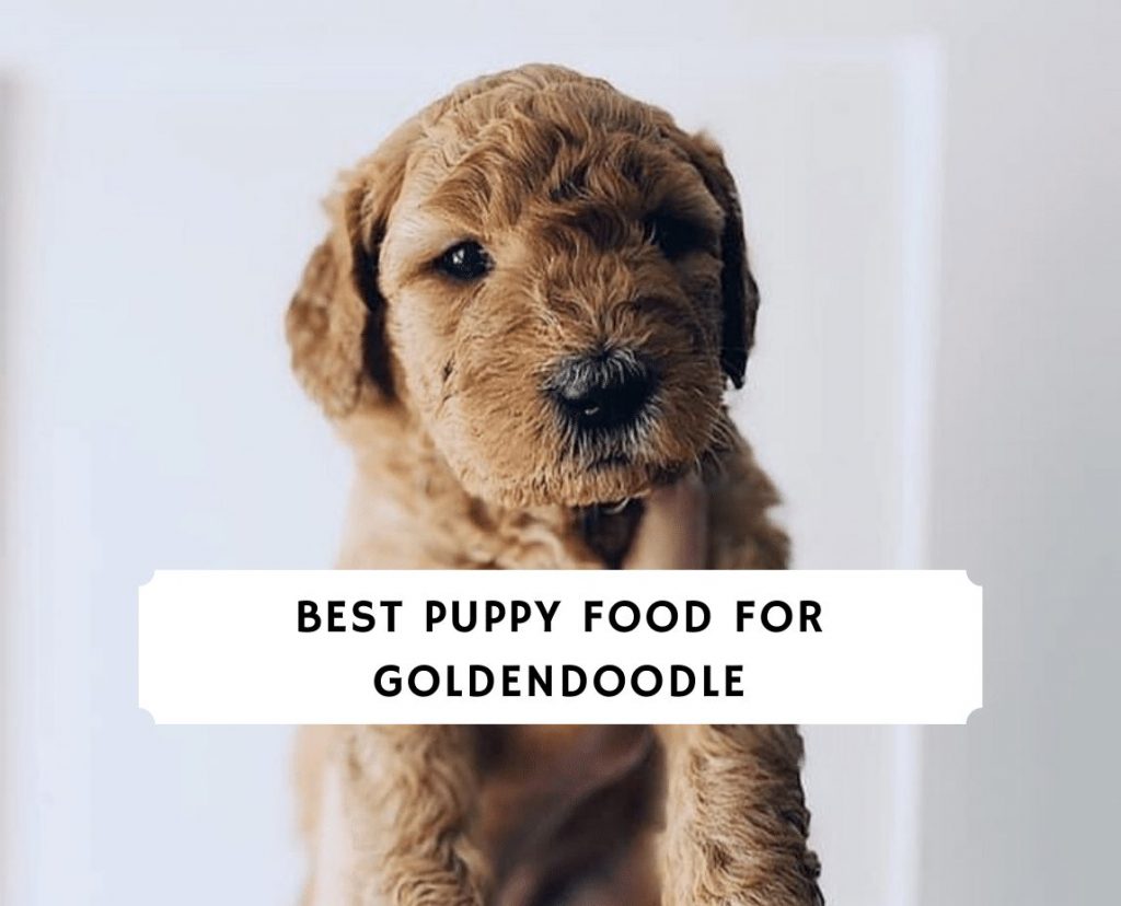 dog food for goldendoodle puppies