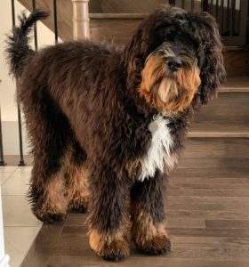 saint bernard and poodle mix