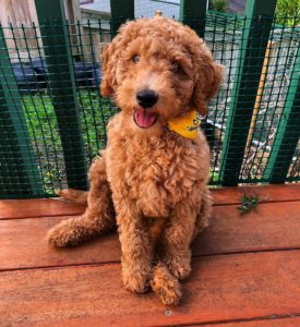 price for mini goldendoodle