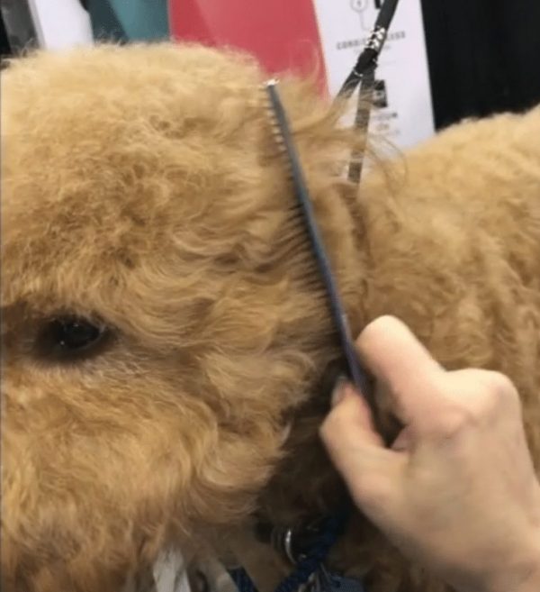 How to Trim a Goldendoodle’s Face