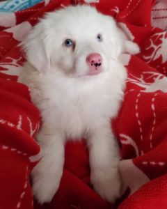 what is a double merle australian shepherd