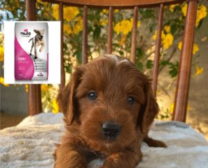 best puppy food for goldendoodle