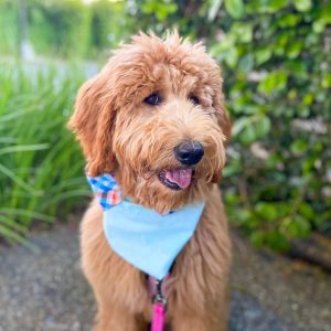 average cost of goldendoodle puppy