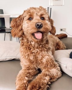 goldendoodle price