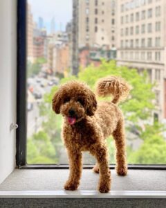 micro labradoodle full grown