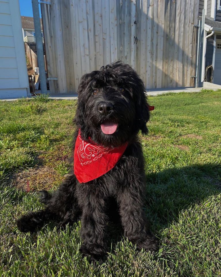 Rottiepoo and Rottle Guide 2021 (Rottweiler Poodle Mix