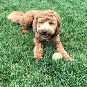 miniature goldendoodle size