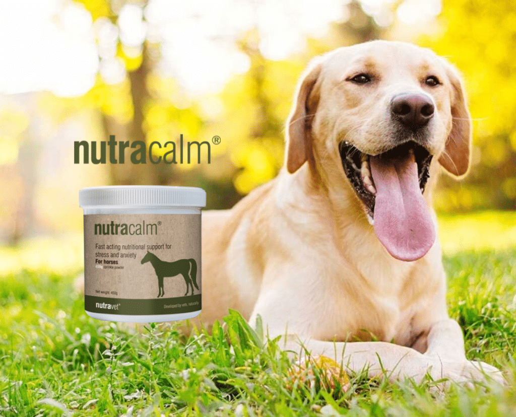 nutracalm for dogs anxiety