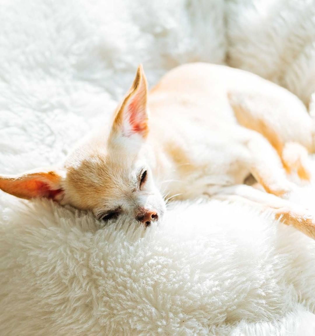 Nutracalm Liquid Calming Supplement for Dogs
