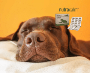 nutravet nutracalm for dogs picture