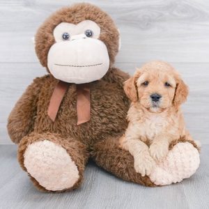 petite mini goldendoodle picture