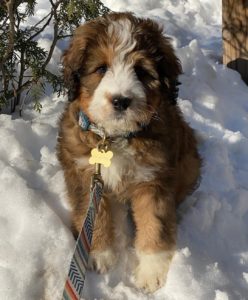 poodle bernard mix