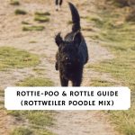 rottie-poo & Rottle Guide (Rottweiler Poodle mix)
