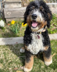 poodle bernard mix