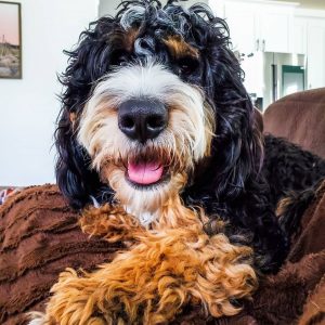 Saint Berdoodle - Yankee Doodle Puppies.  Fluffy dogs, Every dog breed, St  berdoodle