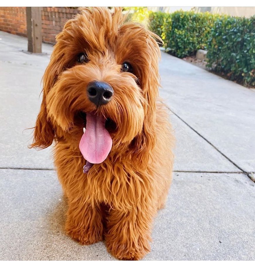 full-grown-mini-goldendoodles-google-search-goldendoodle-cute