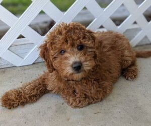 how big will my mini goldendoodle get