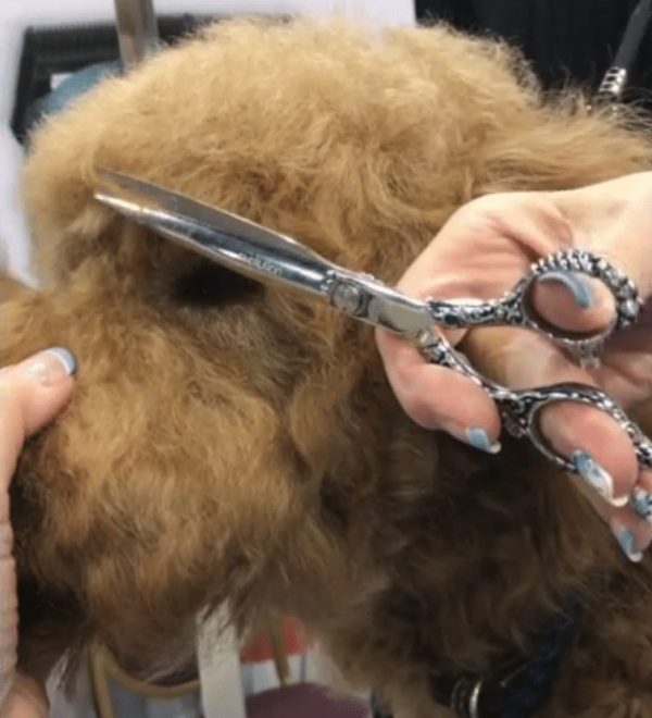 How to Trim a Goldendoodle’s Face