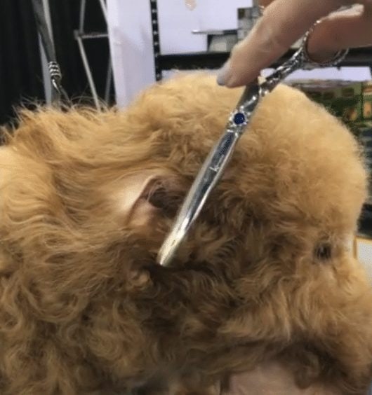 How to Trim a Goldendoodle’s Face