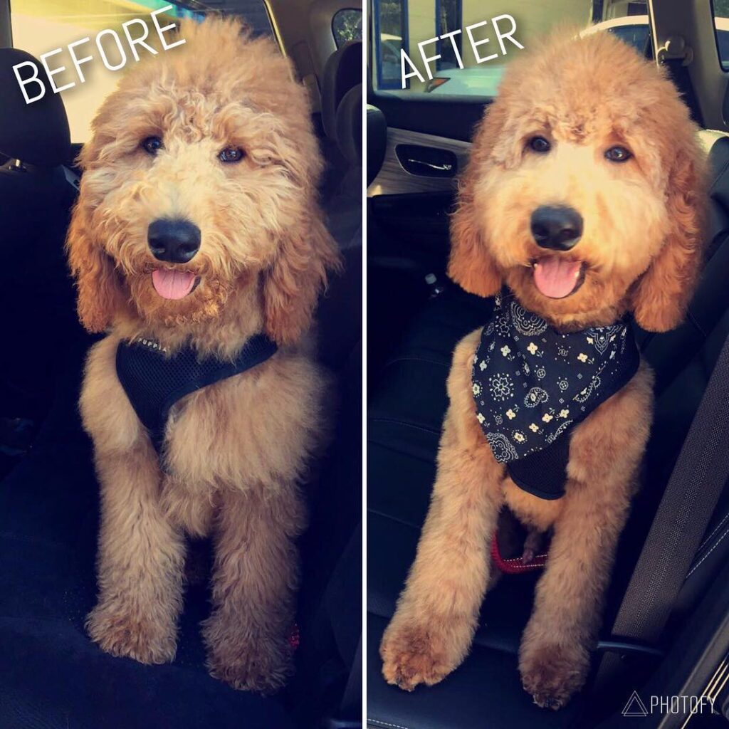 How to Trim a Goldendoodle’s Face