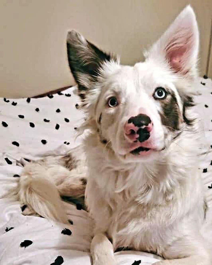 the-danger-of-double-merle-dogs-2023-aussie-great-dane-etc-we