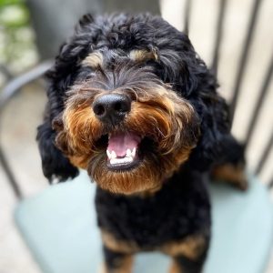 rottweiler poodle