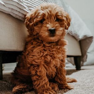 How much does a Goldendoodle Cost 