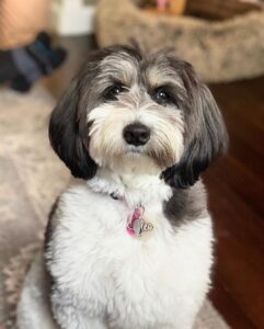 do bernedoodles shed