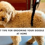 7 Tips for Grooming Your Doodle at Home